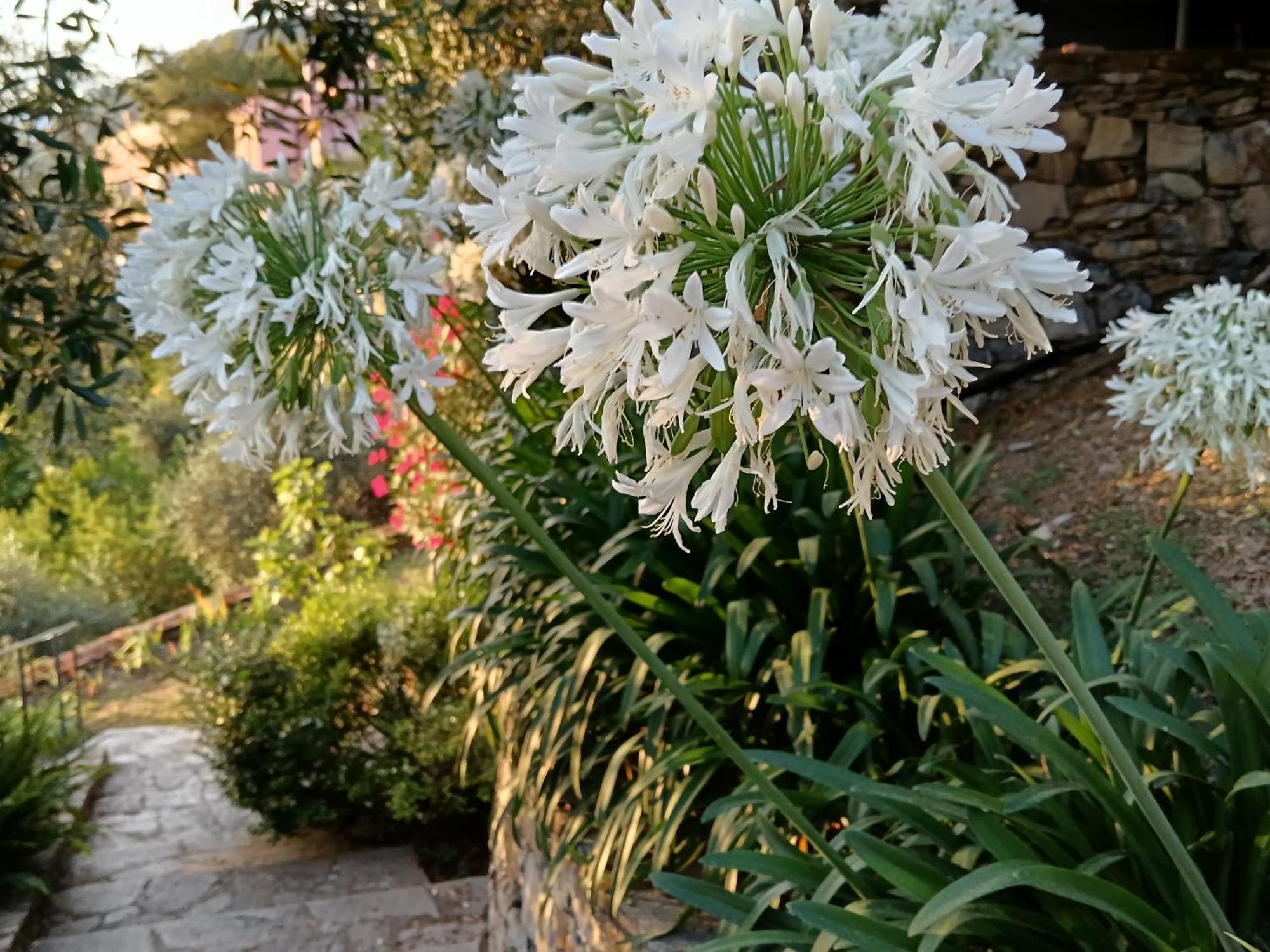 Villa Albachiara Camogli Exterior foto